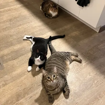 Xena, Sophie, & Midna